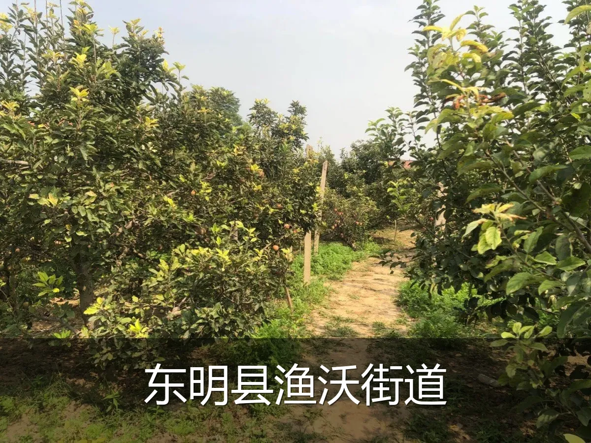 东明县渔沃街道