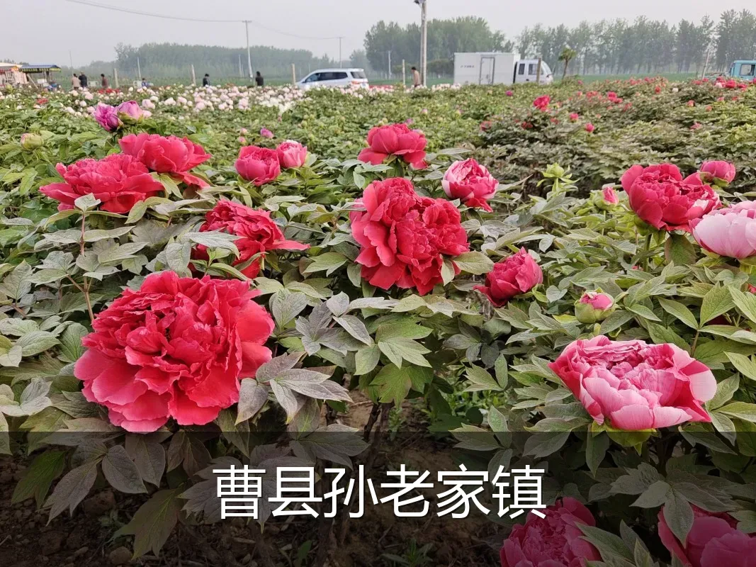 曹县孙老家镇