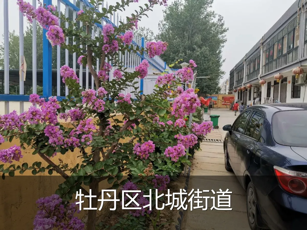 牡丹区北城街道