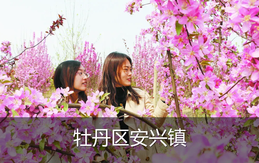 牡丹区安兴镇