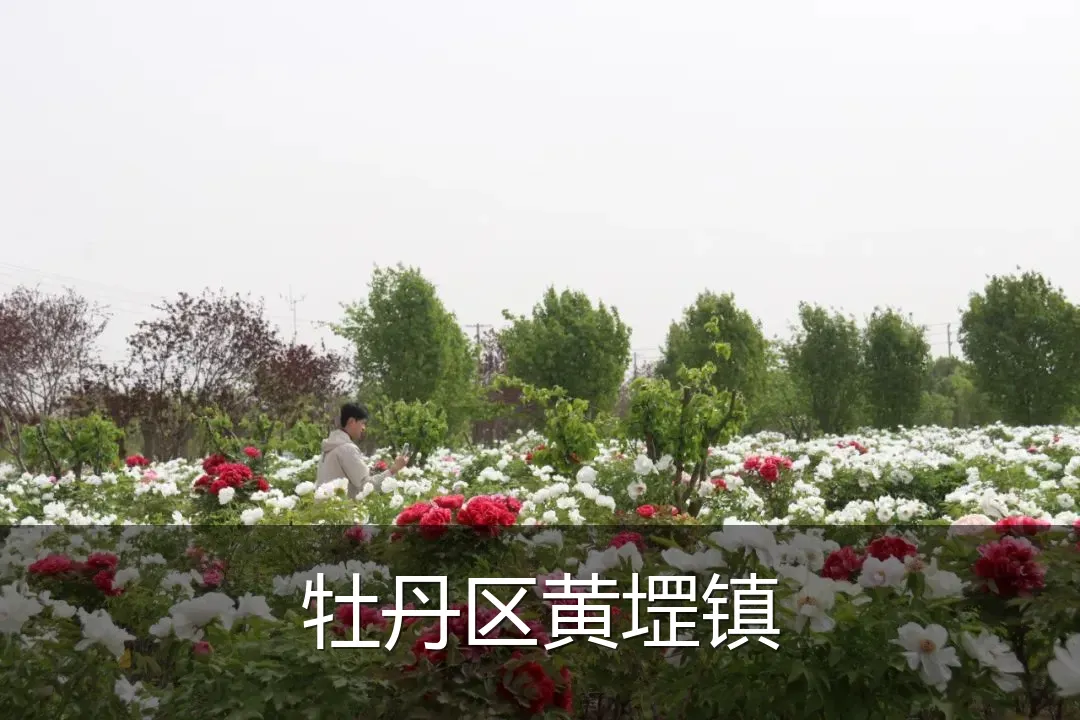牡丹区黄堽镇